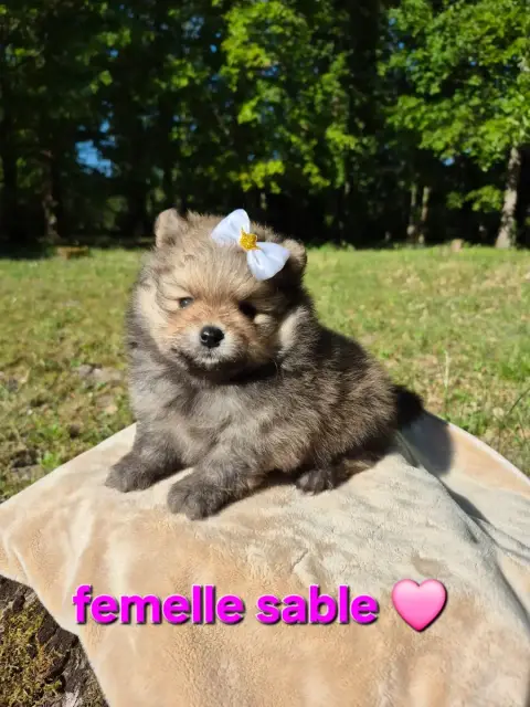 Spitz Allemand  Chiot 3 photo 3