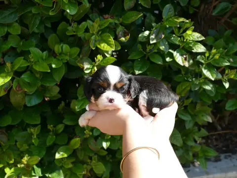 Cavalier King Charles Spaniel  Sans Collier Du Temps  e83d5 photo 2