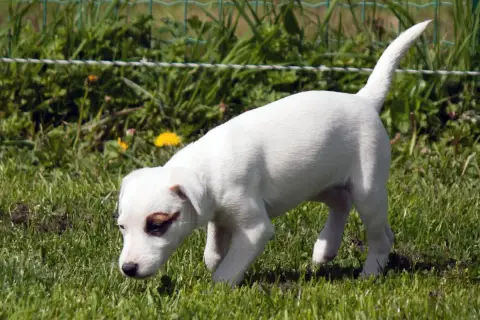 Parson Russell Terrier  Bijou The Magnificent Fox Hun 4fb38 photo 2