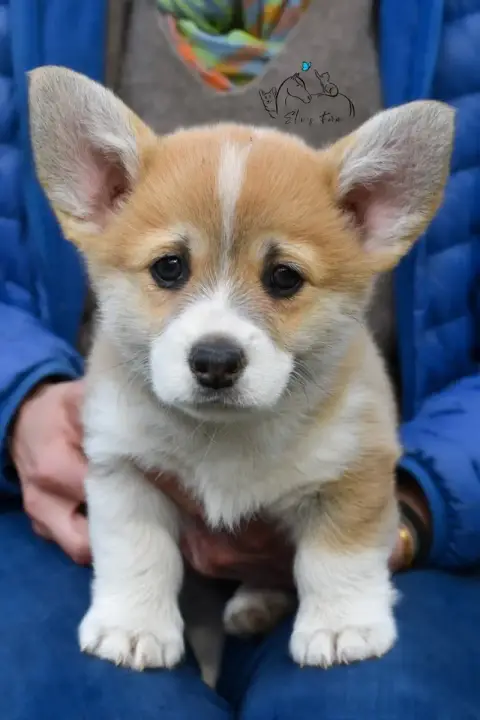 Welsh Corgi Pembroke  Bohemian Raphsody Eli'S Farm