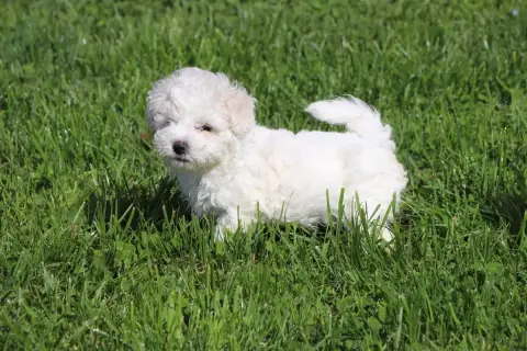 Bichon Frise  Chiot N°2 Du Royaume De Pandess photo 2