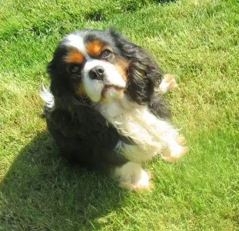 Cavalier King Charles Spaniel  Collier Bleu Du Temps  5c1c2 photo 3