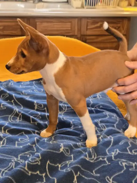 Basenji  Billybi Calykora M'Ry