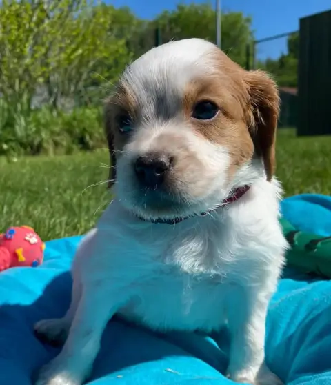 Epagneul Breton  Chiot N°2 Du Marais De Saintonge