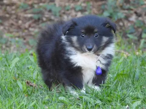 Shetland Sheepdog  Chiot N°3 Du Sapin Vert photo 3