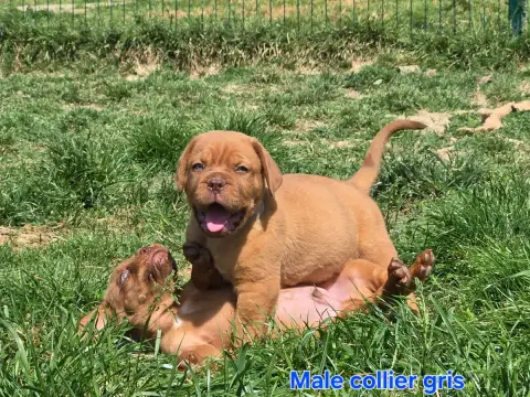 Dogue De Bordeaux  Barny De L'Elite Royal Dog photo 2