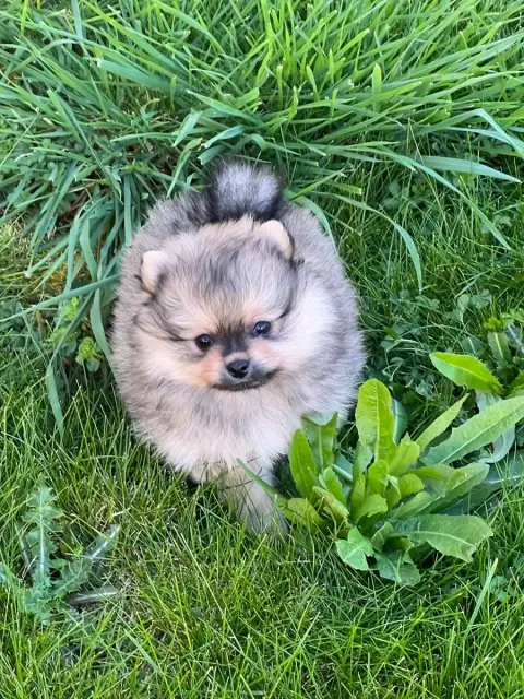 Spitz Allemand  Chiot N°1Bouba Au Jardin Des Merveill 3447c photo 3