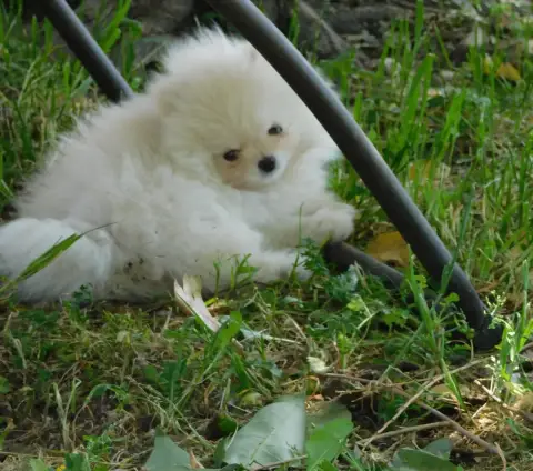 Spitz Allemand  Bimbo Des Spitzsous De Chato photo 2