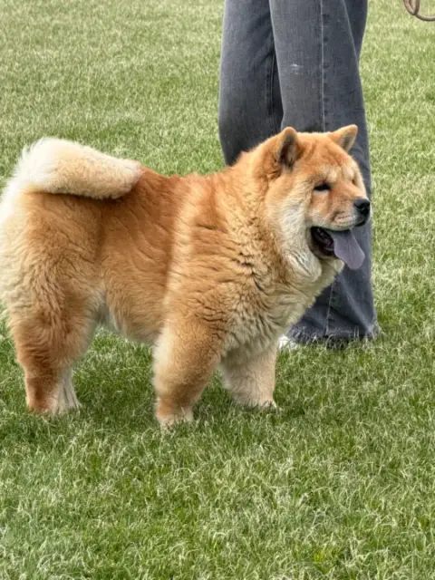 Chow Chow  Chiot 5 North Mans photo 2