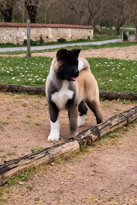 Akita Americain  Chiot Mâle N°1 De Milantosa
