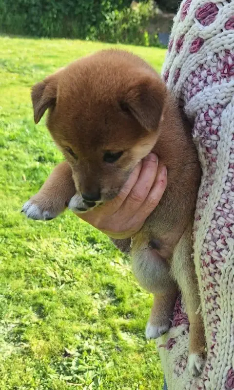 Shiba  Chiot N°5 Du Sceau- photo 2