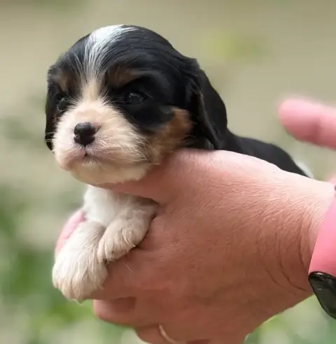 Cavalier King Charles Spaniel photo 2