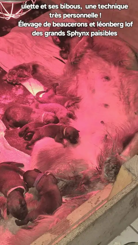 Leonberger  Chiot N°6 Grands Sphynx Paisibles