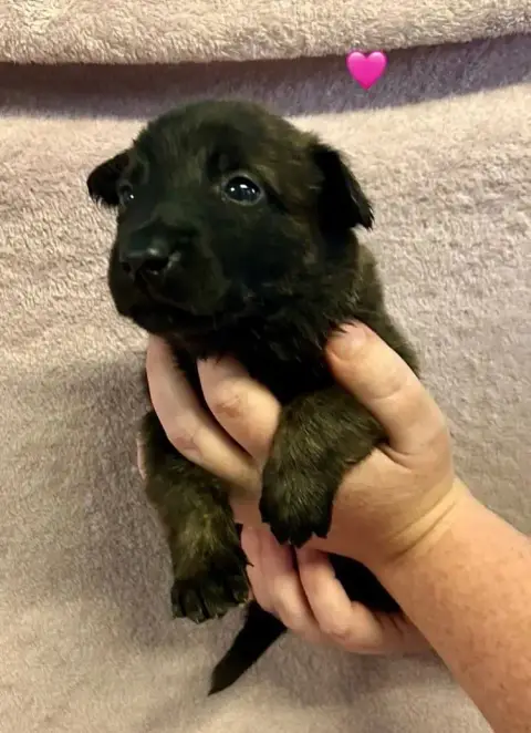 Berger Hollandais  Chiot Rose Du Domaine De Tanaris 0b9ef photo 2