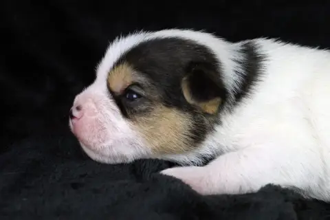 Parson Russell Terrier  Chiot 5 Des Very Important Pa 039df photo 2