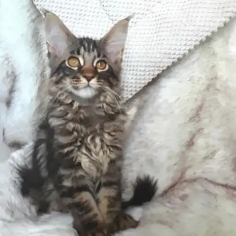 Anabel Chaton Femelle Maine Coon Avec Pedigree