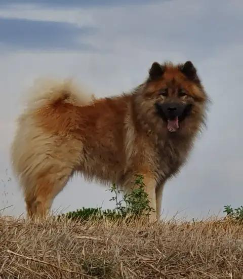 Eurasier  Chiot 2 Des Loups Ariegeois photo 3