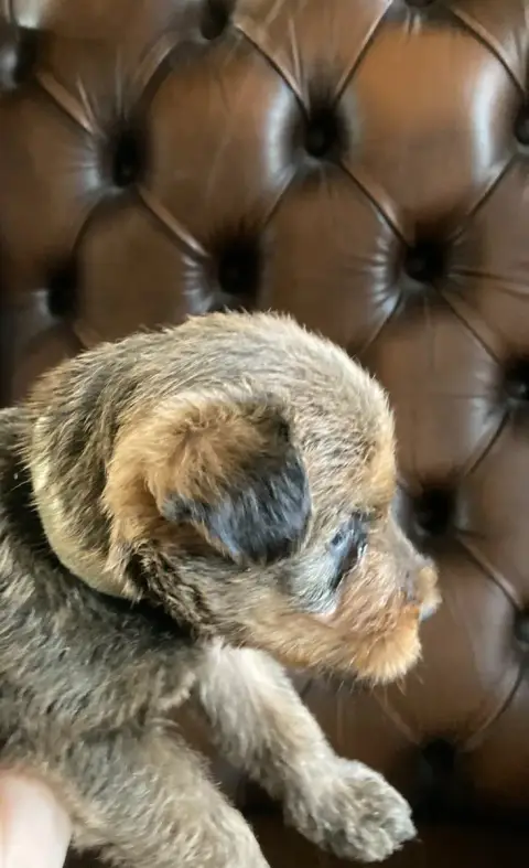 Irish Terrier  Ballantine photo 3