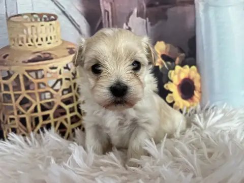 Bichon Havanais  Blenda Des Trois G