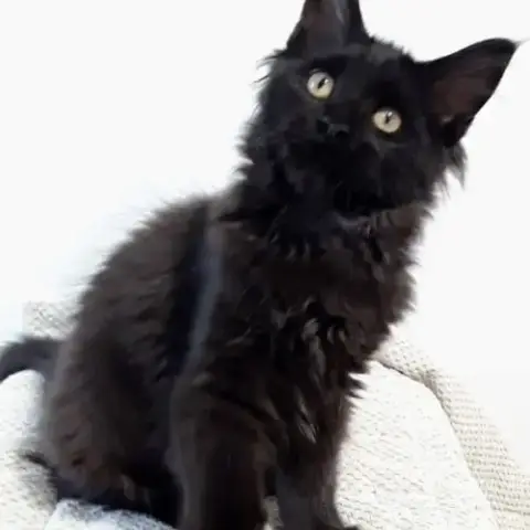 Chaton De Race Maine Coon Avec Pedigree