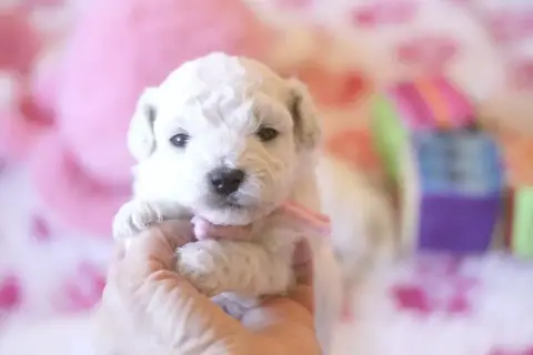 Bichon Frise  Blanche De La Felhotte