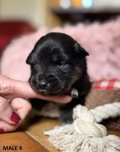 Chien Finnois De Laponie  Male 4 Du Domaine Du Chai D 6ed34