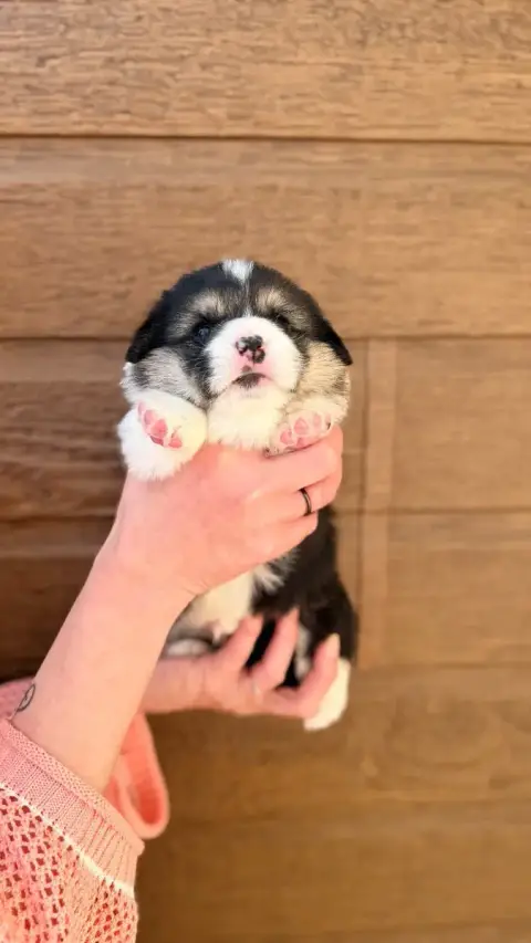 Welsh Corgi Pembroke  Chiot N°1 Des Anges D'Héra photo 2