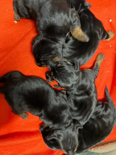 Pinscher Nain  Chiot N°3 Du Moulin De Madjurie