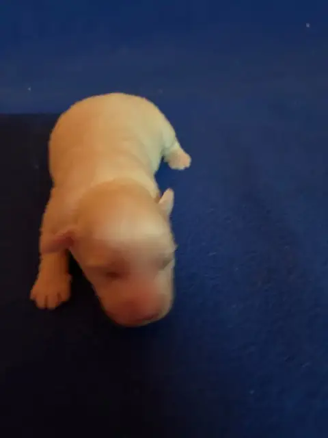 Coton De Tulear  Berry Du Hameau De Roxane