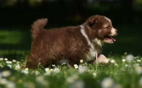Chien Finnois De Laponie  Chiot N°6 Des Collines De S 1f4dc photo 3