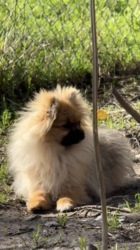 Spitz Allemand  Alerte Des Spitzsous De Chato photo 3
