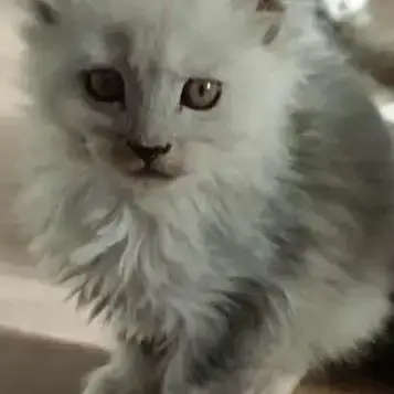 Une Très Belle Femelle Maine Coon