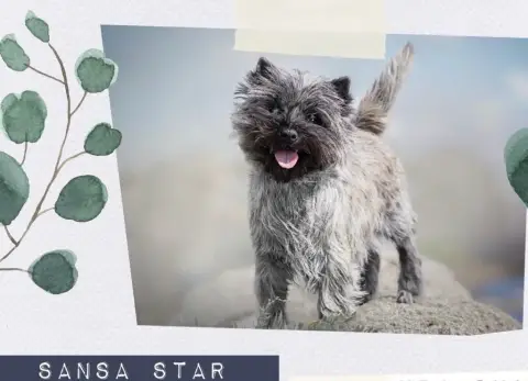 Cairn Terrier photo 3
