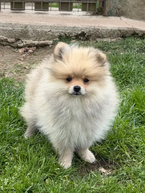 Spitz Allemand  Chiot N°3 Du Moulin De Madjurie