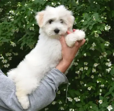 Coton De Tulear  Chiot N°4 De Dame Nature photo 3
