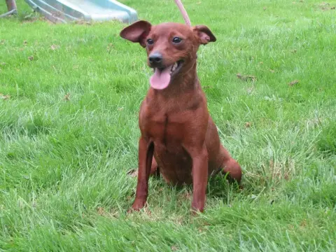 Pinscher Nain  Chiot N°1 Du Moulin De Madjurie photo 2