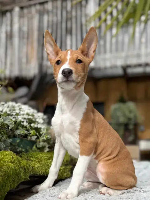Basenji  Chiot 4 Du Domaine Du Clos Benoît photo 2