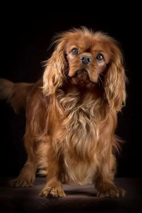 Cavalier King Charles Spaniel  Brillante Adara De La  0b18a photo 3