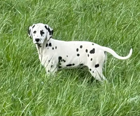 Dalmatien  Chiot 4 Valma'S Signature