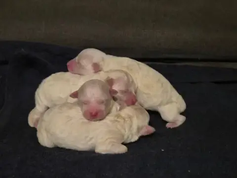 Bichon Frise  Chiot 4 D'Alain Pour L'Autre