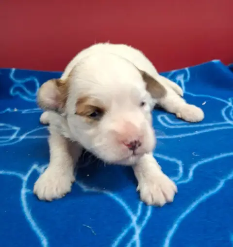 Coton De Tulear  Femelle 3 Des Marais De Courmont
