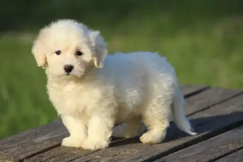 Coton De Tulear  Benson Le Bois De La Brousse photo 3