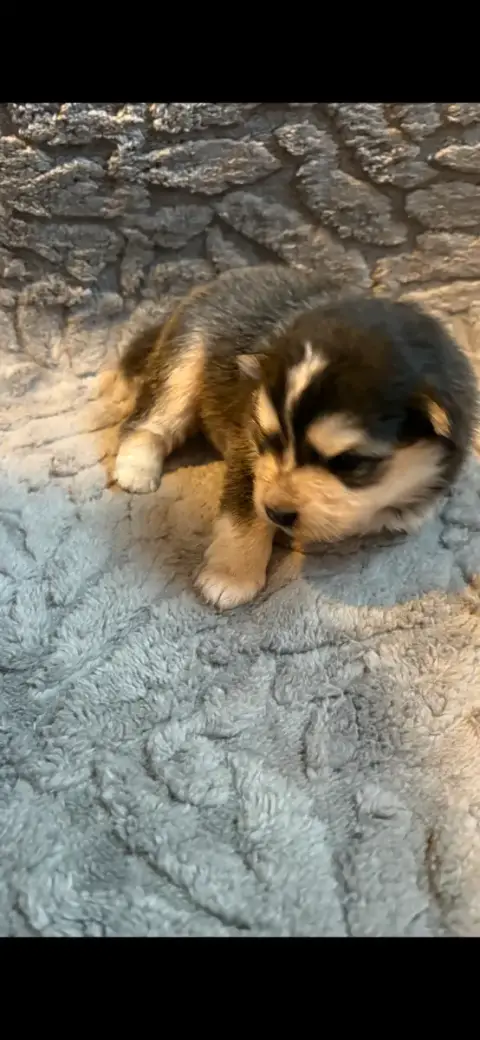 Chien Finnois De Laponie  Chiot N°3 Du Domaine De Mir 649c7