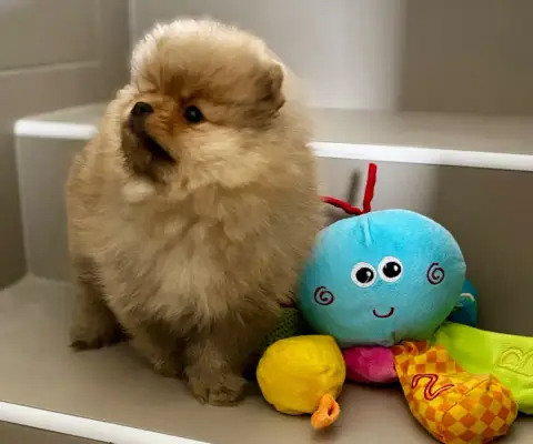 Spitz Allemand  Chiot N°1 Du Royaume Des Choupettes 1be81