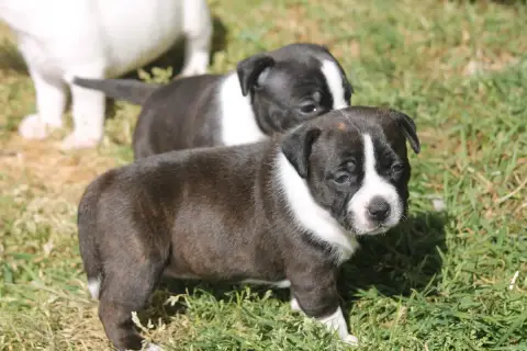 Staffordshire Bull Terrier  Black Mafia Of Supreme St a050d