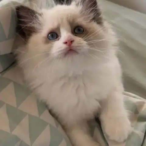 Magnifiques Chatons Ragdoll Loof