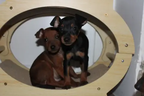 Pinscher Nain  Bouska Angel Killer photo 2