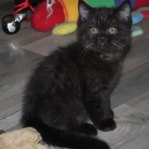 Chatons British Shorthair À Réserver