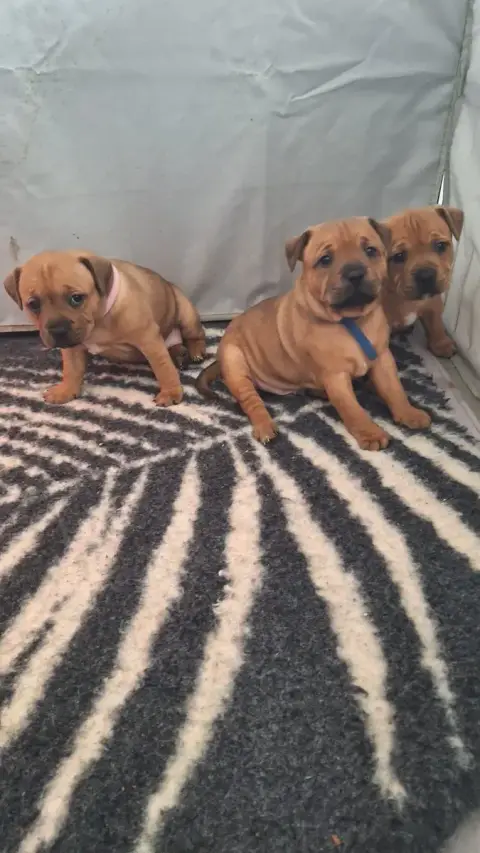 Staffordshire Bull Terrier  Chiot 2 Les Trésors De Co 3abc9 photo 3