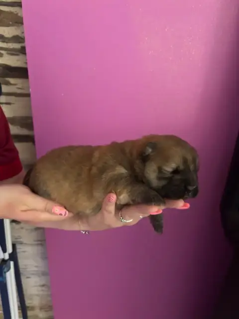 Chow Chow  B..... Du Domaine Des Grosses Papattes
